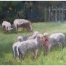 Etude de moutons [Huile - 30 x 40]